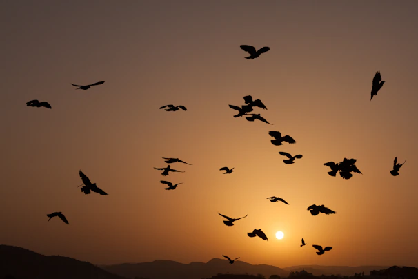 Sunset view over rolling hills with silhouettes of birds flying across the colorful sky.