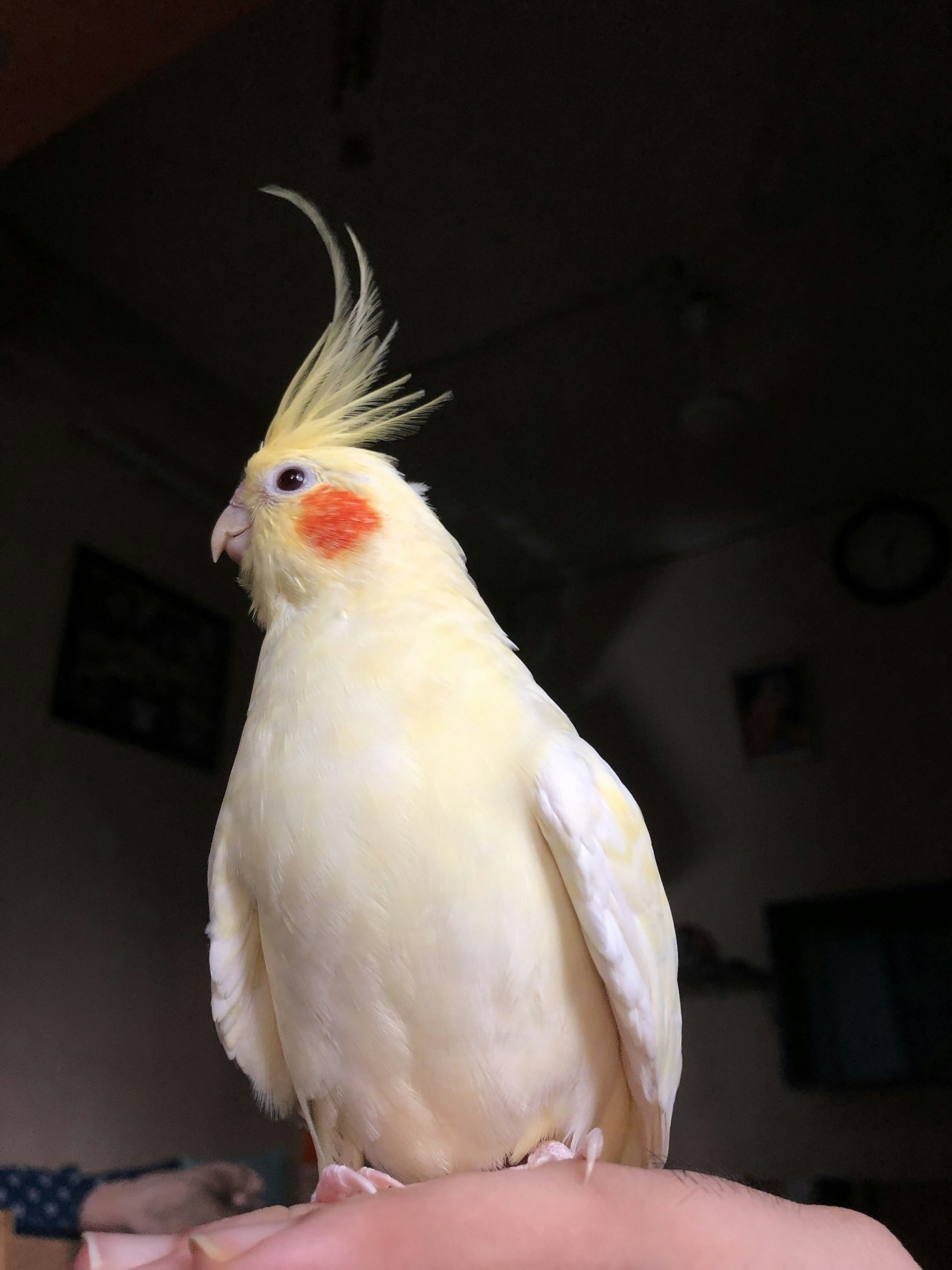 내새끼의연애인스타 관련 이미지1