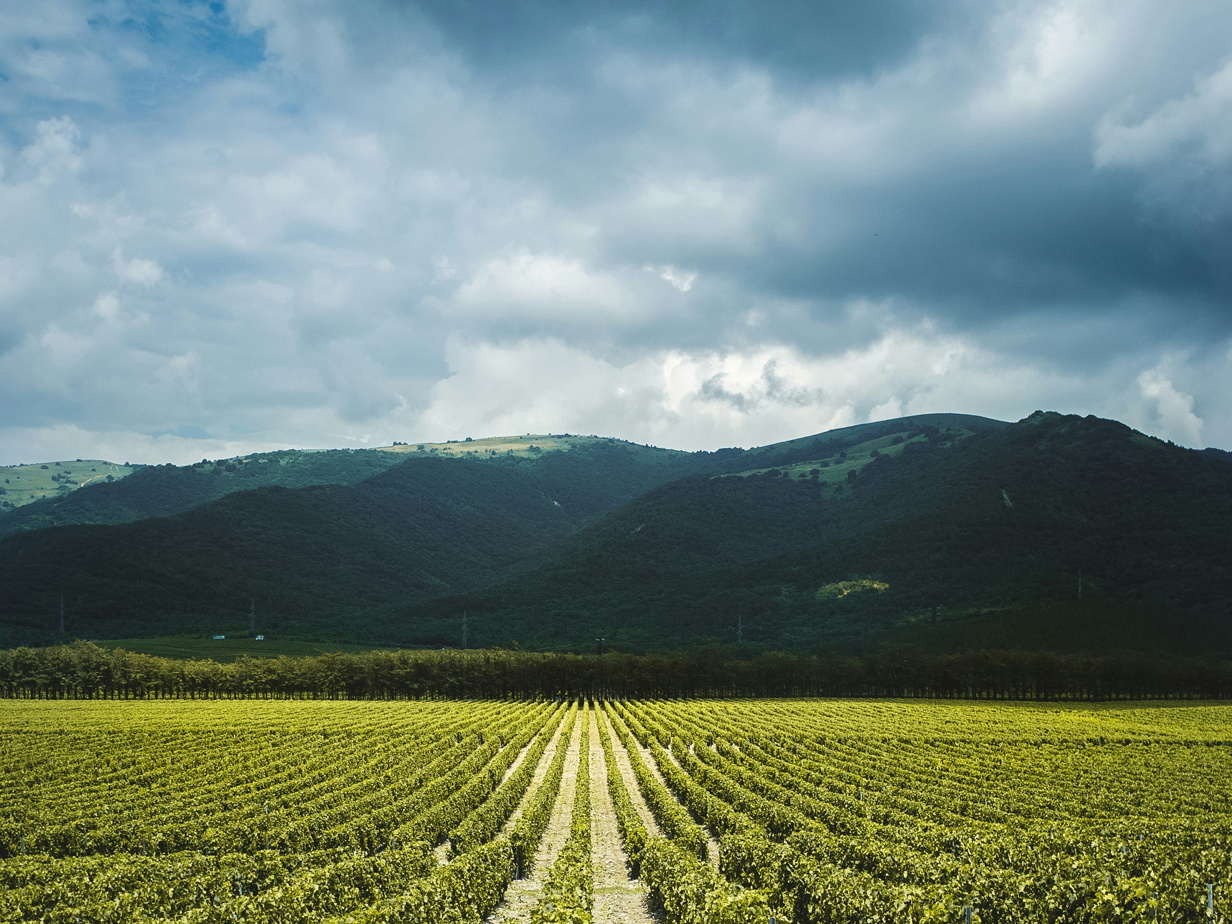 From Ancient Vines to Modern Cellars: Kosovo's Wine Country Is Ready for Its Close-Up