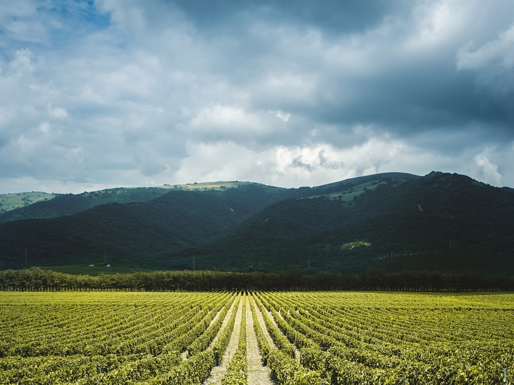 Champ d’herbe verte près des montagnes vertes sous les nuages blancs et le ciel bleu pendant la journée