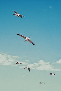 five birds flying under blue sky during daytime
