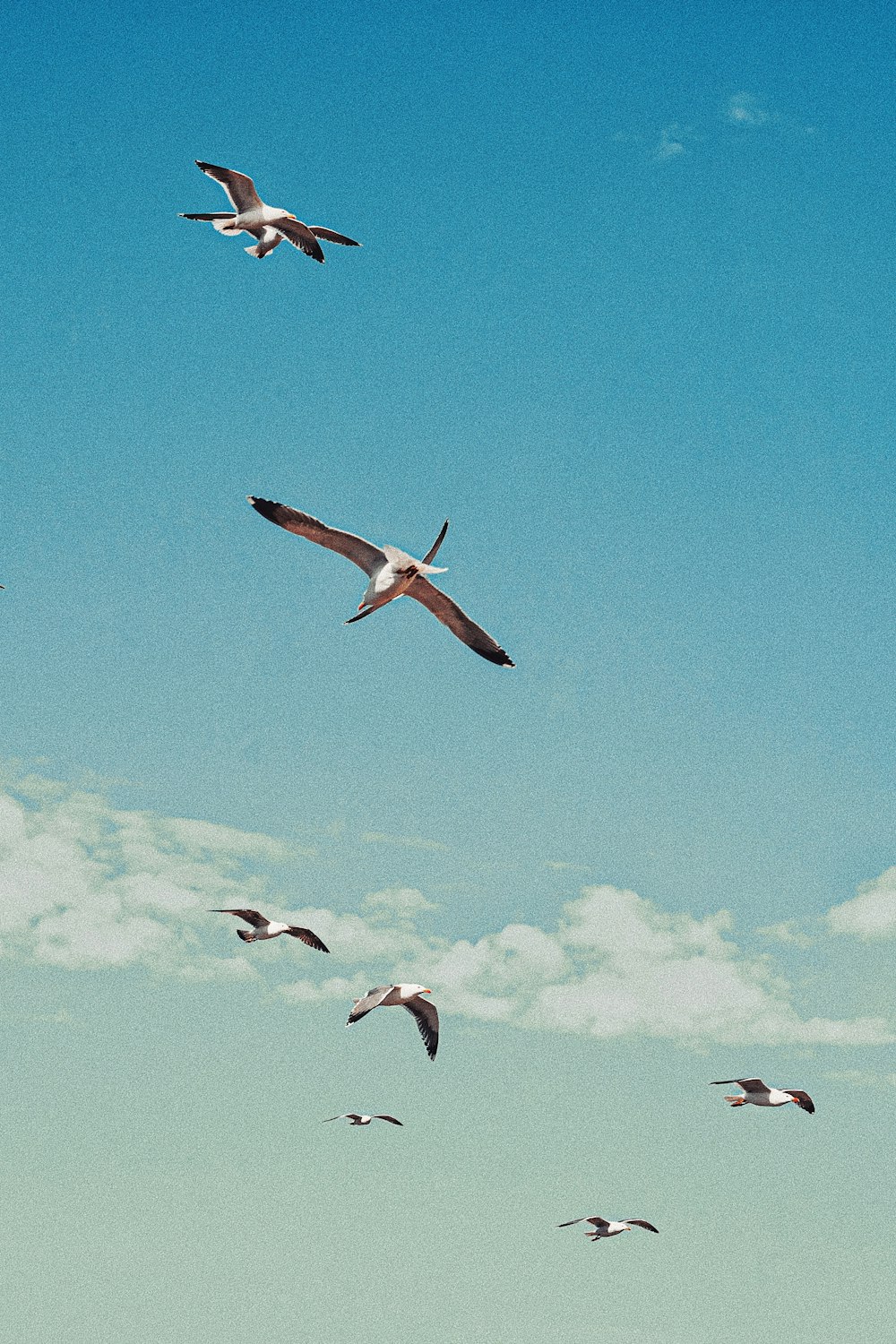 Fünf Vögel, die tagsüber unter blauem Himmel fliegen