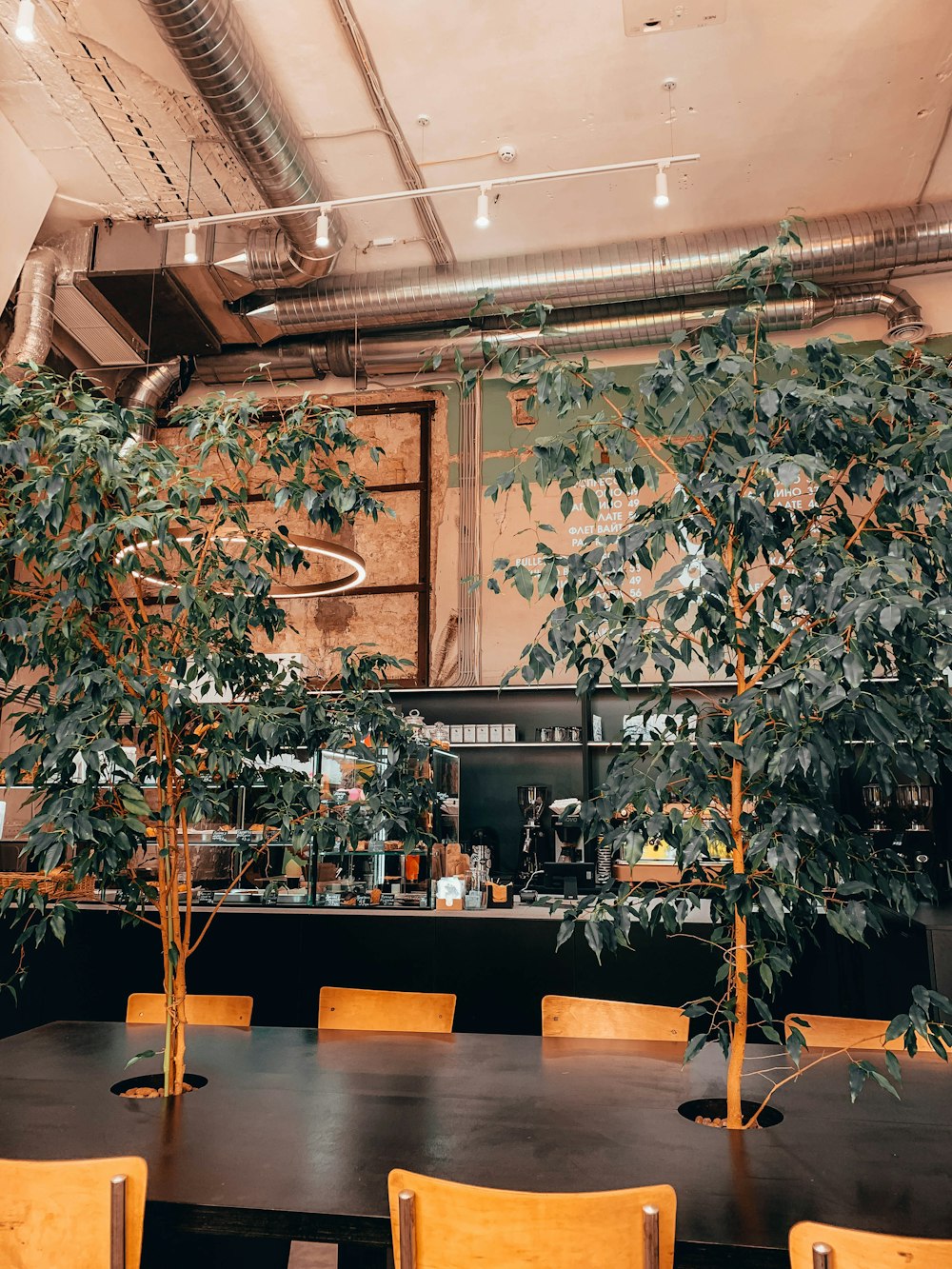 planta verde na mesa de madeira marrom