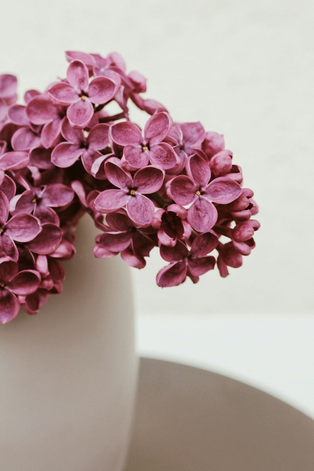 purple flowers in white ceramic vase