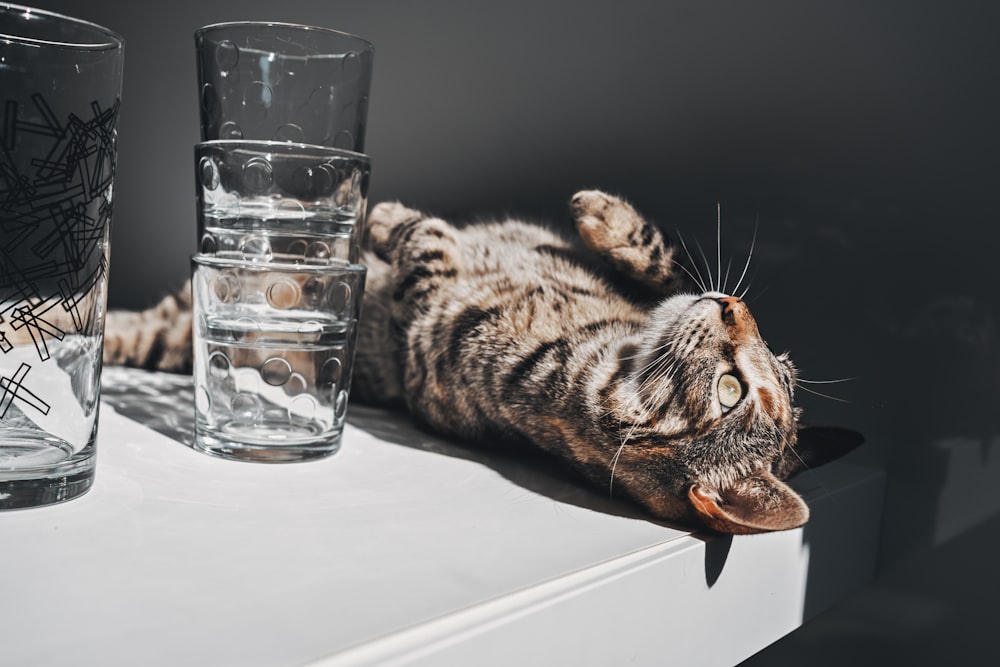 brown tabby cat drinking water from clear drinking glass