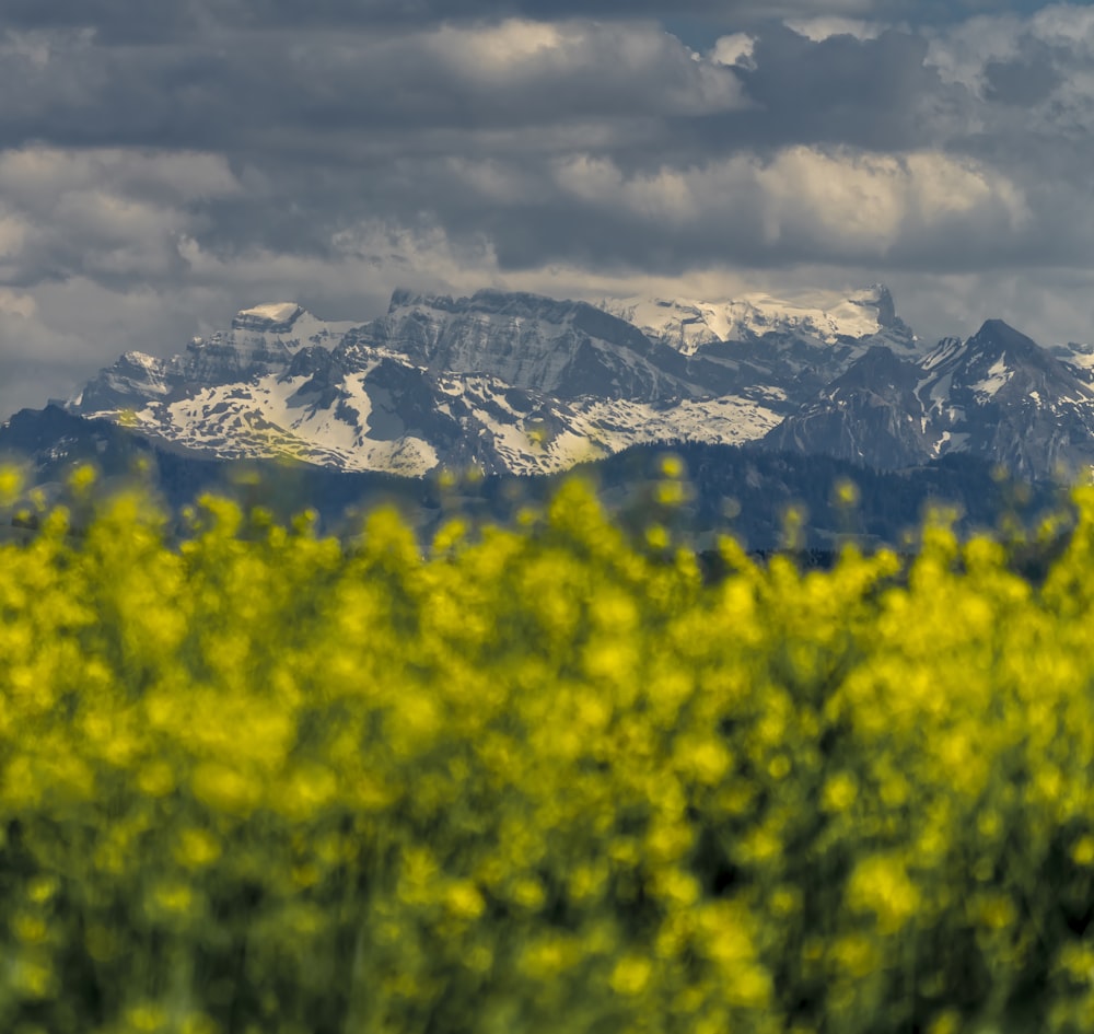 낮에는 눈 덮인 산 근처의 노란 꽃밭