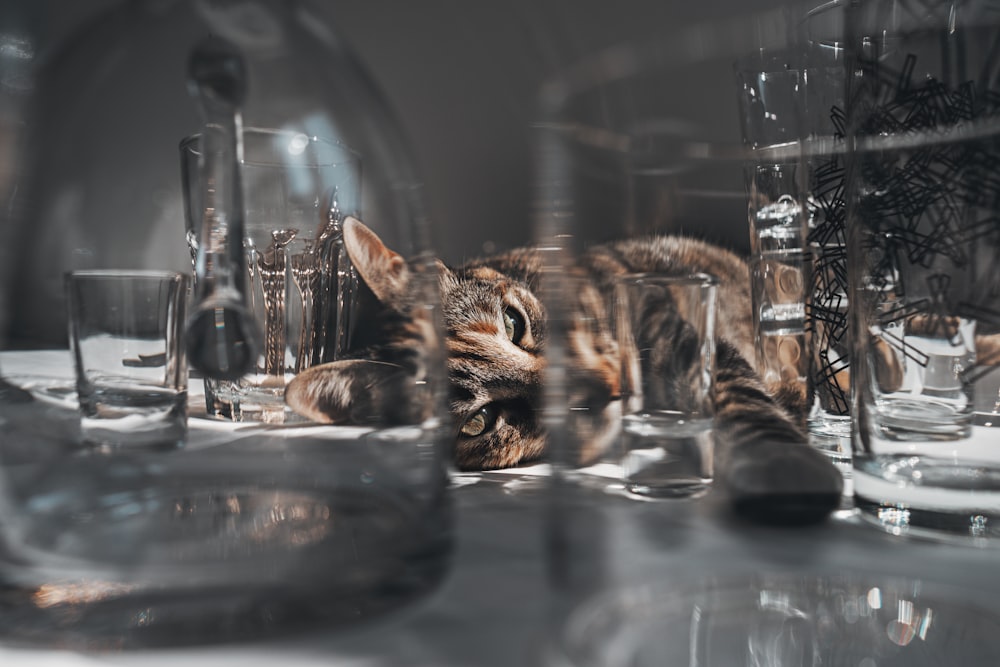 brown tabby cat on table