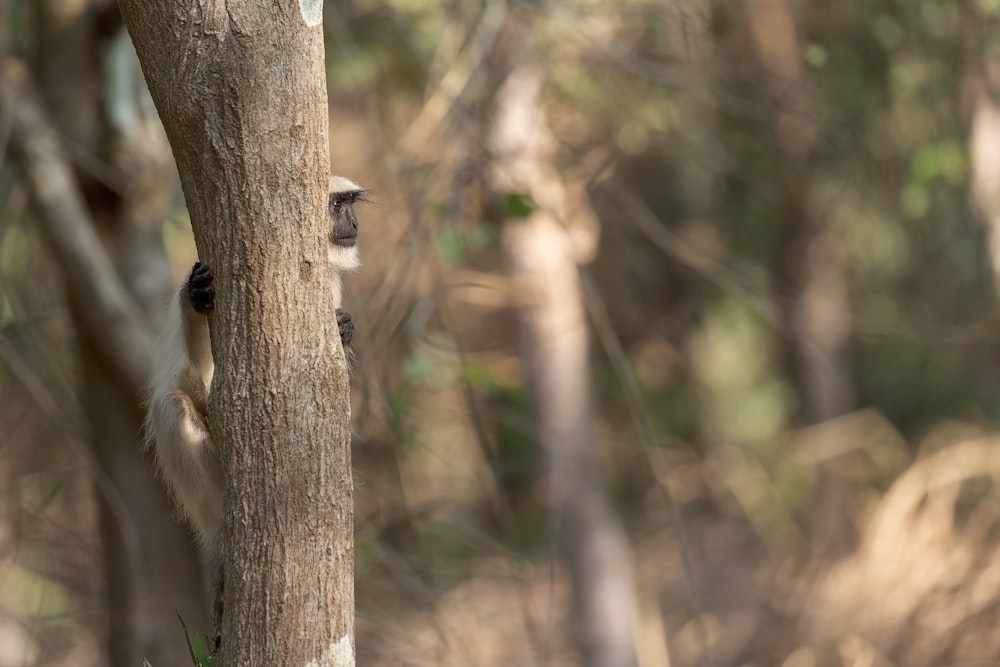 brown and black monkey on brown tree trunk during daytime