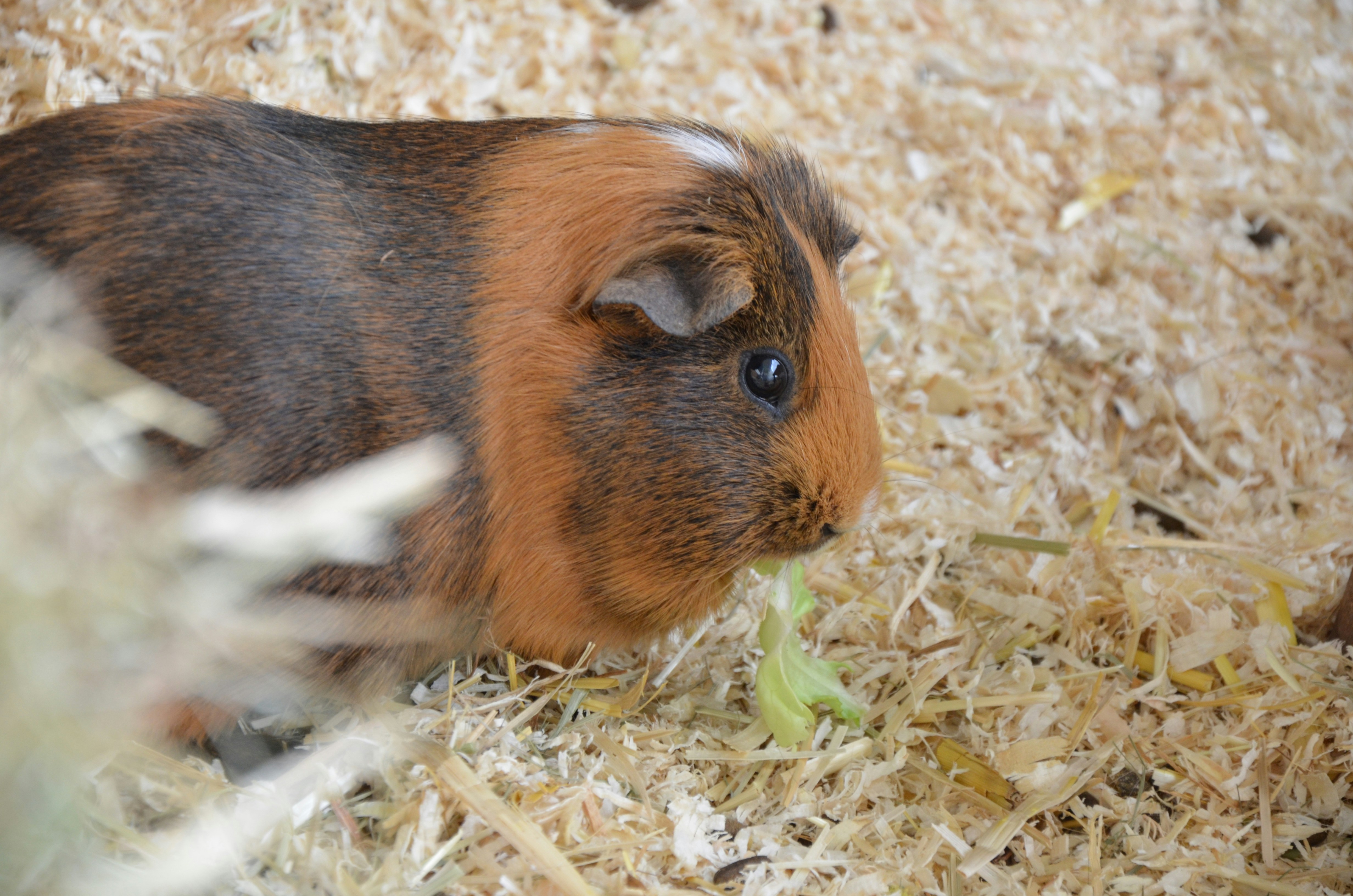 Guinea pig eating fresh vegetables