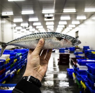 person holding gray and white fish