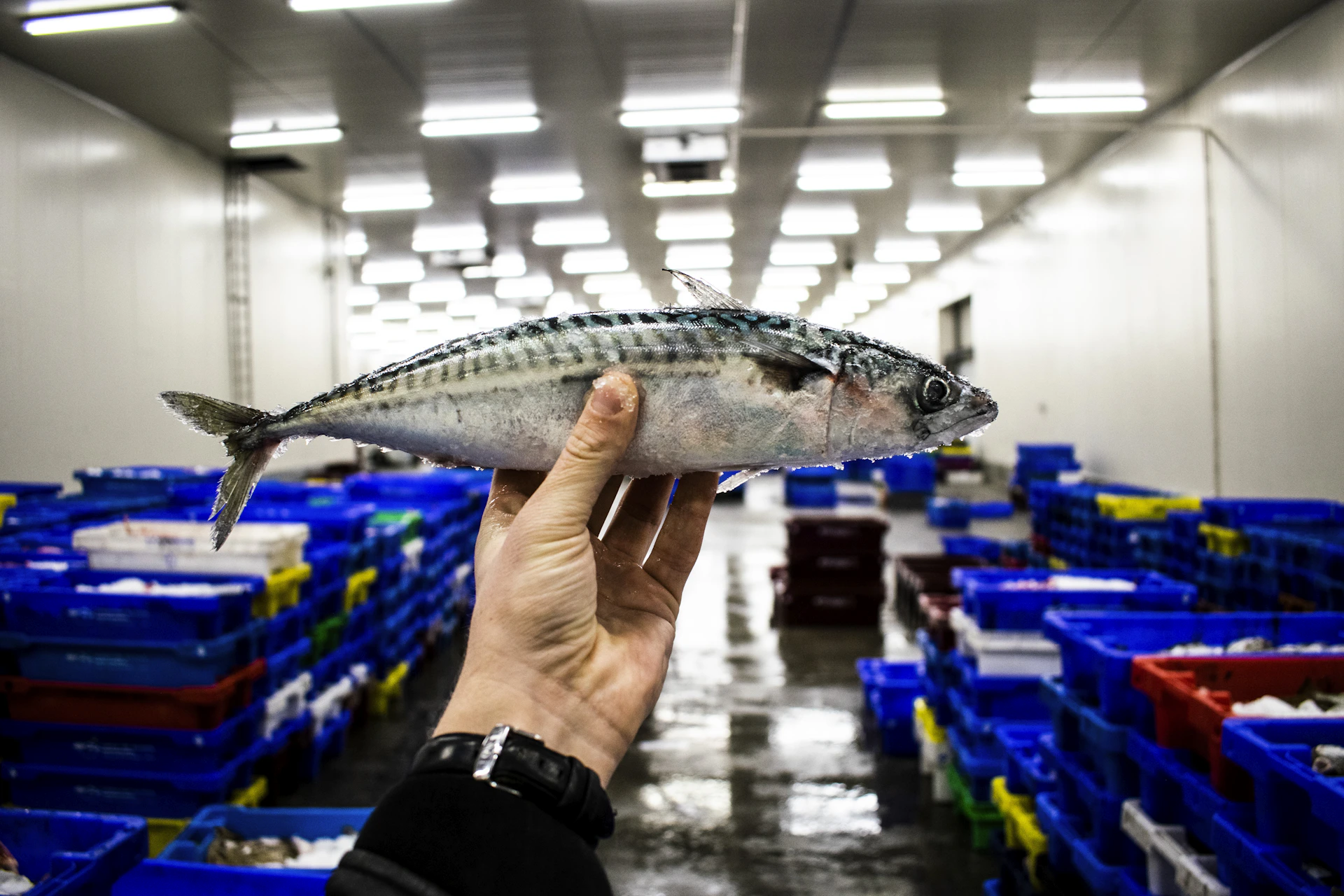 Fresh Atlantic mackerel catch