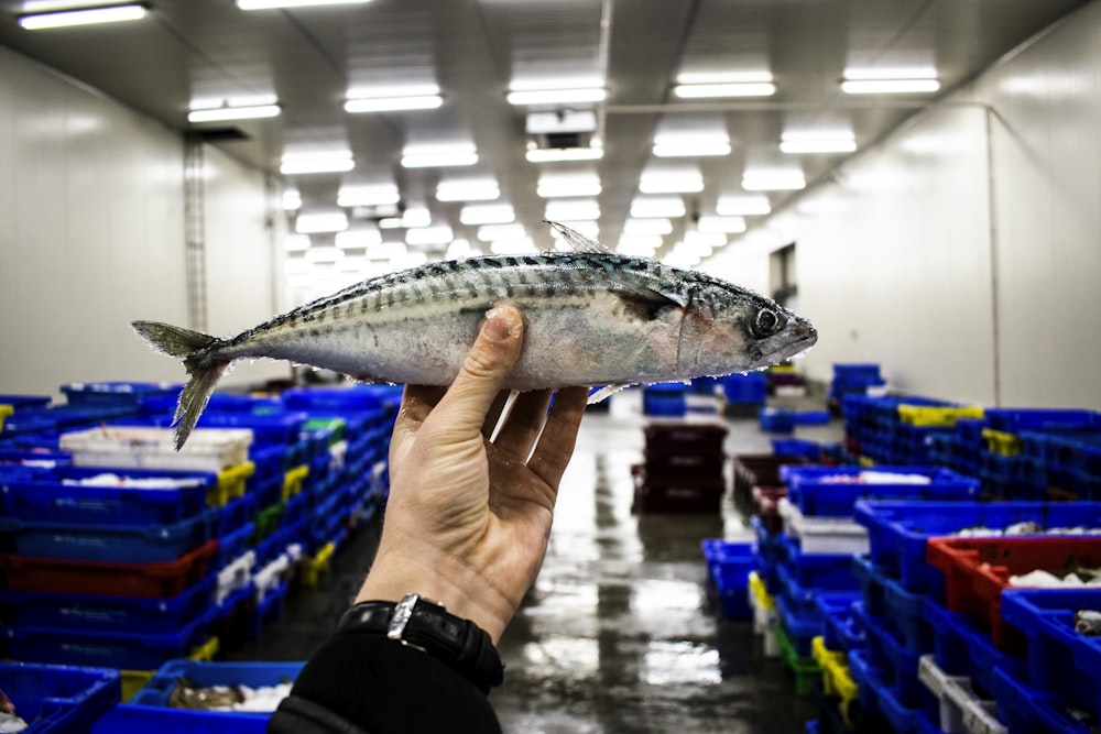 person holding a mackerel in a fish market