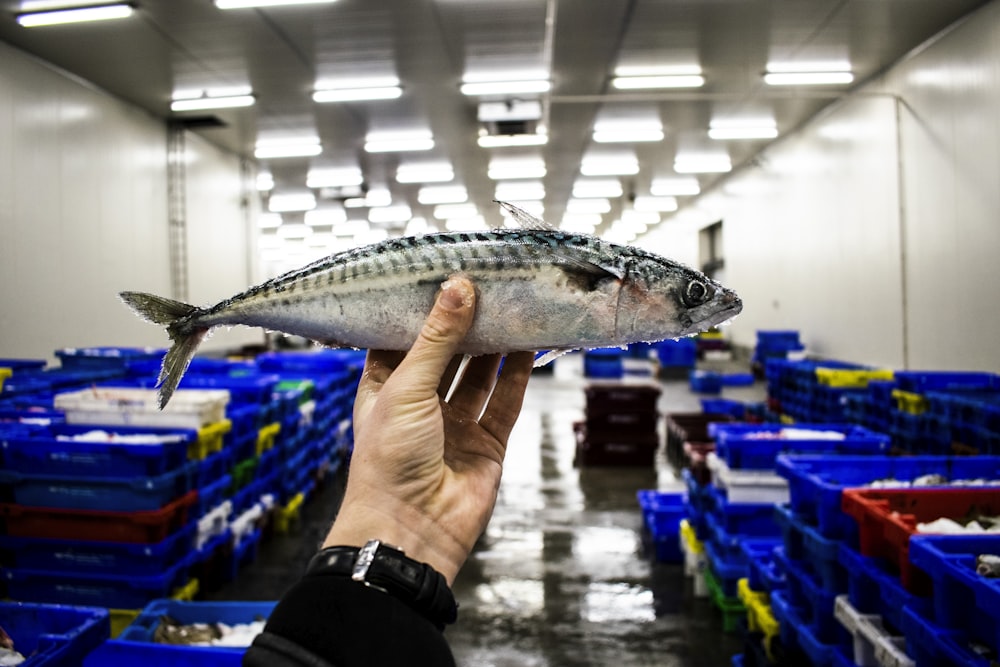 Persona sosteniendo peces grises y blancos