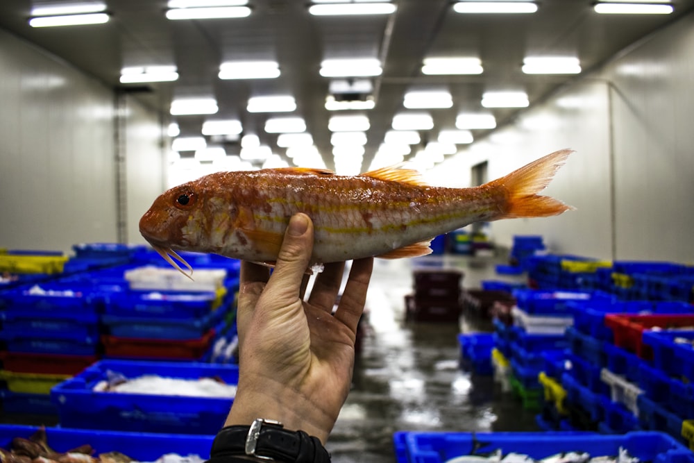 person holding orange fish in fish tank