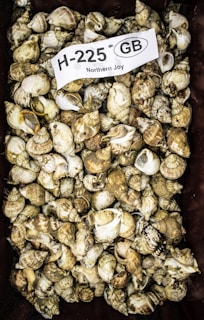 An arrangement of small clam shells on warm textured paper, each tagged with handwritten names and origin icons.