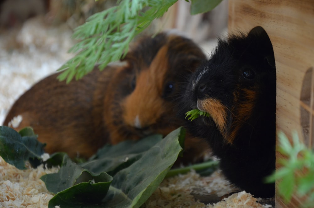 Braunes und schwarzes Meerschweinchen auf dem Boden