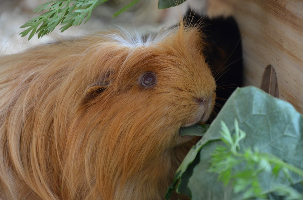 brown guinea pig on green grass