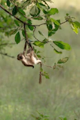 brown monkey on green leaf tree during daytime