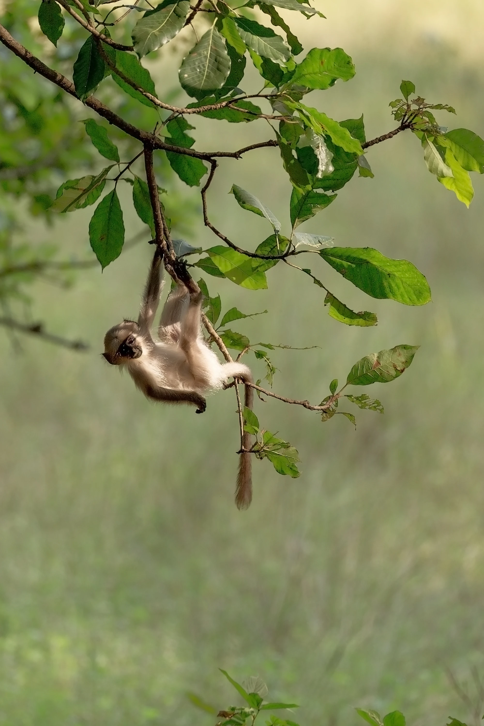 Small monkey hanging from a leafy branch