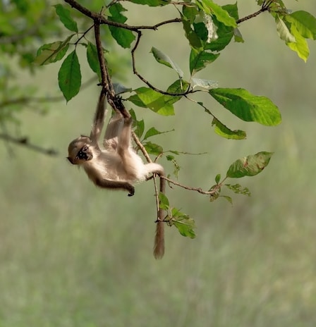 brown monkey on green leaf tree during daytime