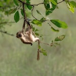 brown monkey on green leaf tree during daytime