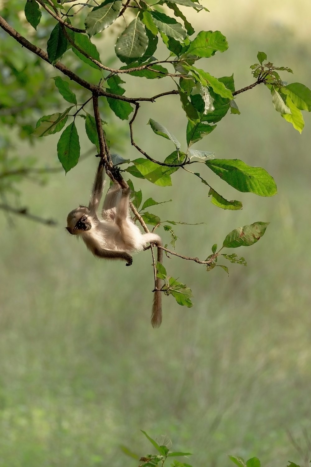 brown monkey on green leaf tree during daytime