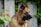 A German Shepherd dog is positioned in front of a backdrop of green foliage and concrete slabs, looking to the side with its mouth slightly open. The dog's fur is a mix of tan and dark brown shades, and it wears a collar with a pendant.