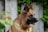 A German Shepherd dog is positioned in front of a backdrop of green foliage and concrete slabs, looking to the side with its mouth slightly open. The dog's fur is a mix of tan and dark brown shades, and it wears a collar with a pendant.