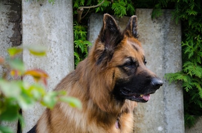 A German Shepherd dog is positioned in front of a backdrop of green foliage and concrete slabs, looking to the side with its mouth slightly open. The dog's fur is a mix of tan and dark brown shades, and it wears a collar with a pendant.