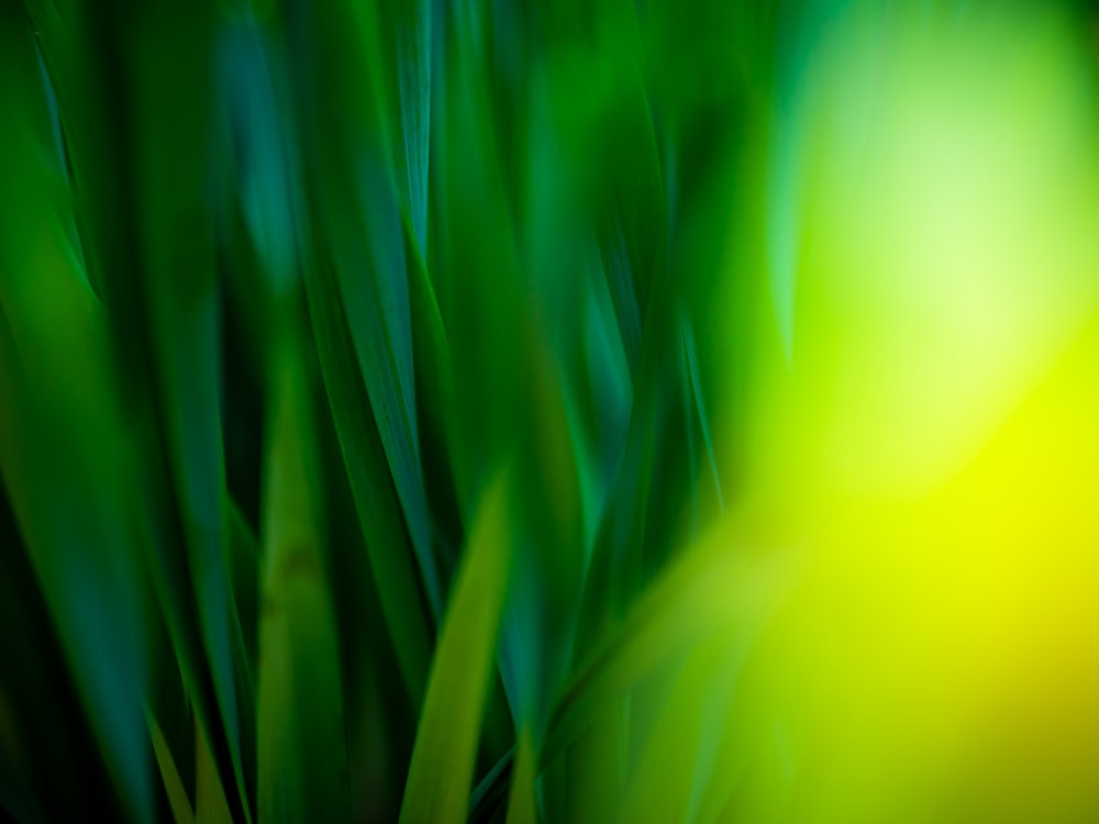 green grass in close up photography