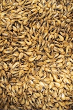 brown and black dried leaves