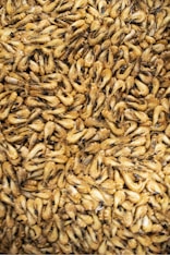 brown and black dried leaves