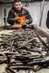 A person wearing an orange safety vest and black gloves is sorting and handling a large number of razor clams on a metal processing table in an industrial setting.