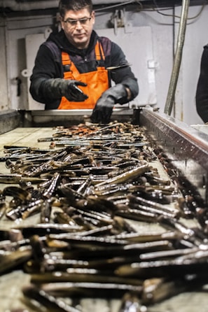 A person wearing an orange safety vest and black gloves is sorting and handling a large number of razor clams on a metal processing table in an industrial setting.