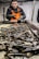 A person wearing an orange safety vest and black gloves is sorting and handling a large number of razor clams on a metal processing table in an industrial setting.