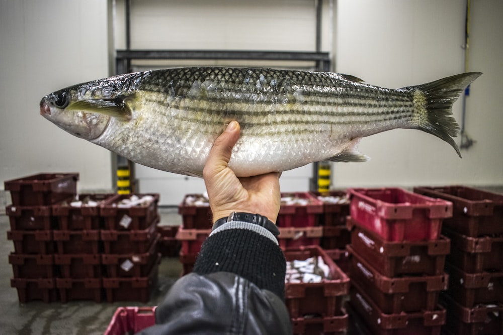 person holding silver fish during daytime