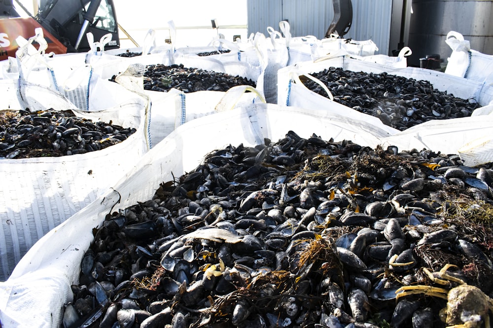 feuilles séchées noires et brunes sur récipient en plastique blanc