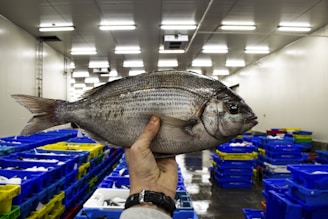person holding gray fish in a room
