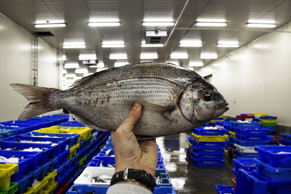 pessoa segurando peixe cinzento em uma sala