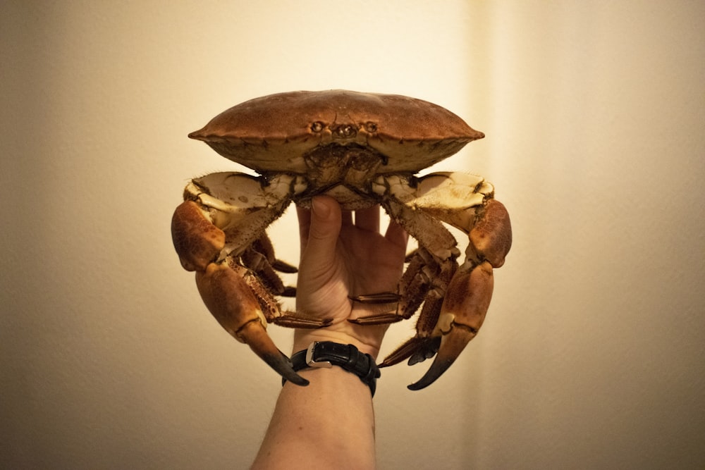 person holding brown crab on white background