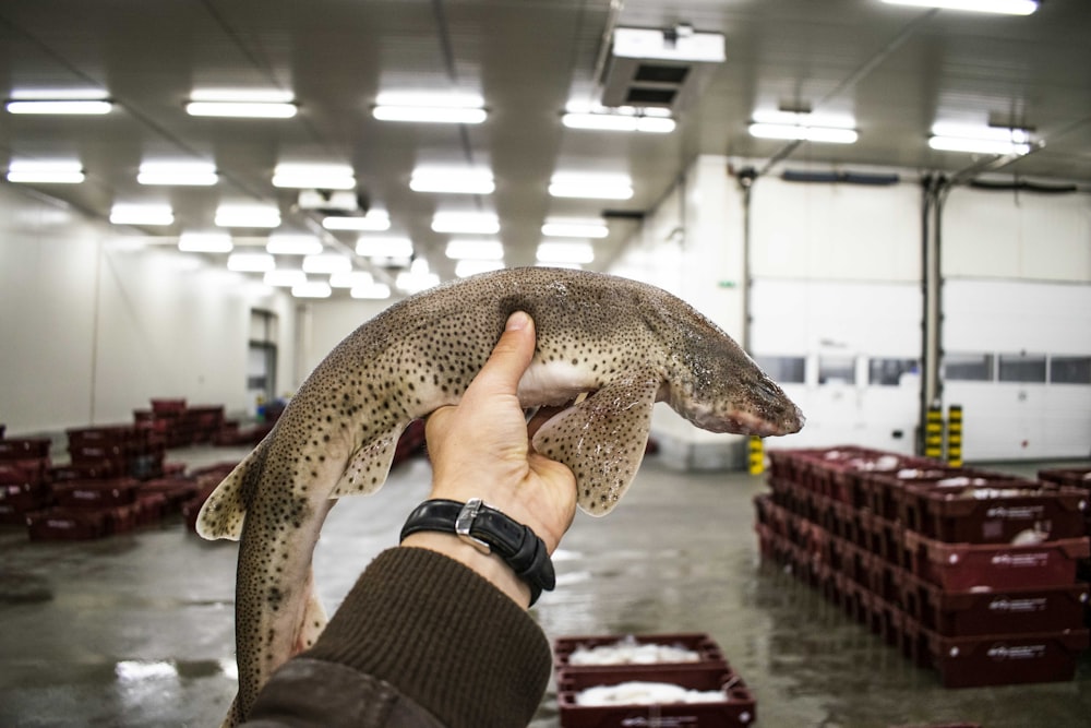 person holding brown and white fish