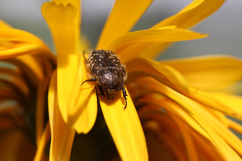 black and yellow bee on yellow sunflower