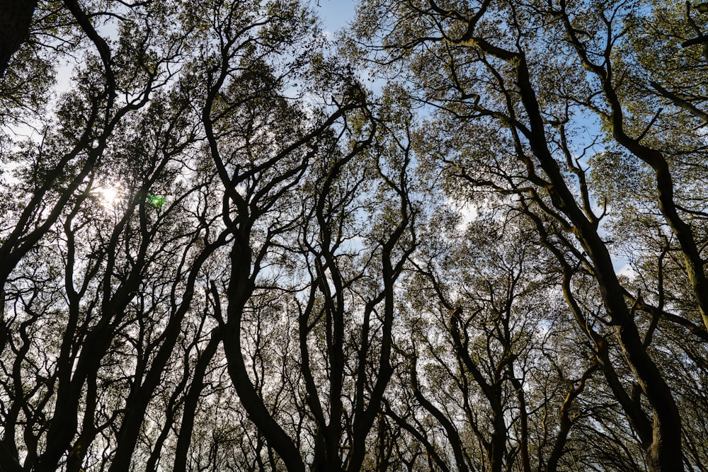 brown tree under blue sky during daytime