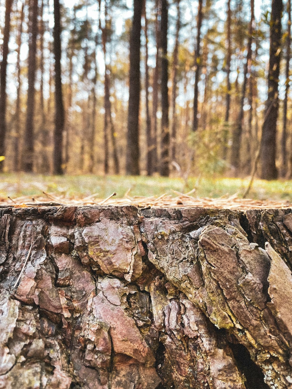 brown and black tree log