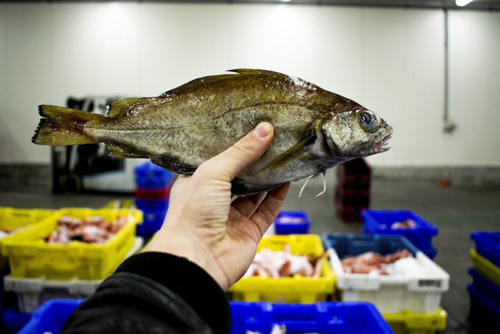 person holding a brown and white fish