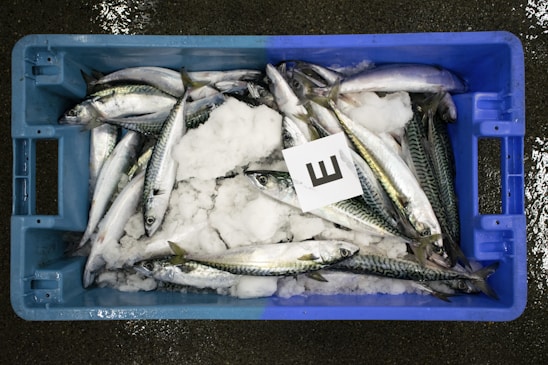 A blue plastic crate filled with fish, mostly mackerel, resting on a bed of ice. A card with the letter 'E' is placed on top of the fish. The background shows a wet, textured surface.