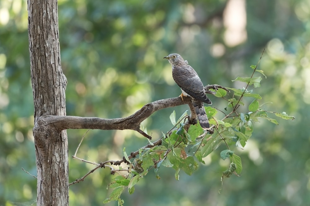 black bird on brown tree branch during daytime