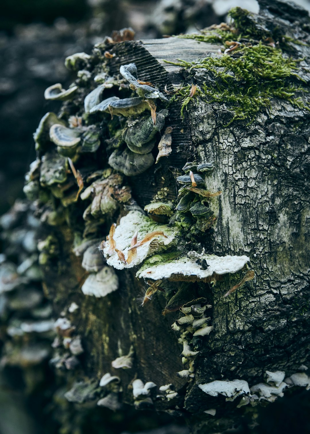 white mushroom on black tree trunk