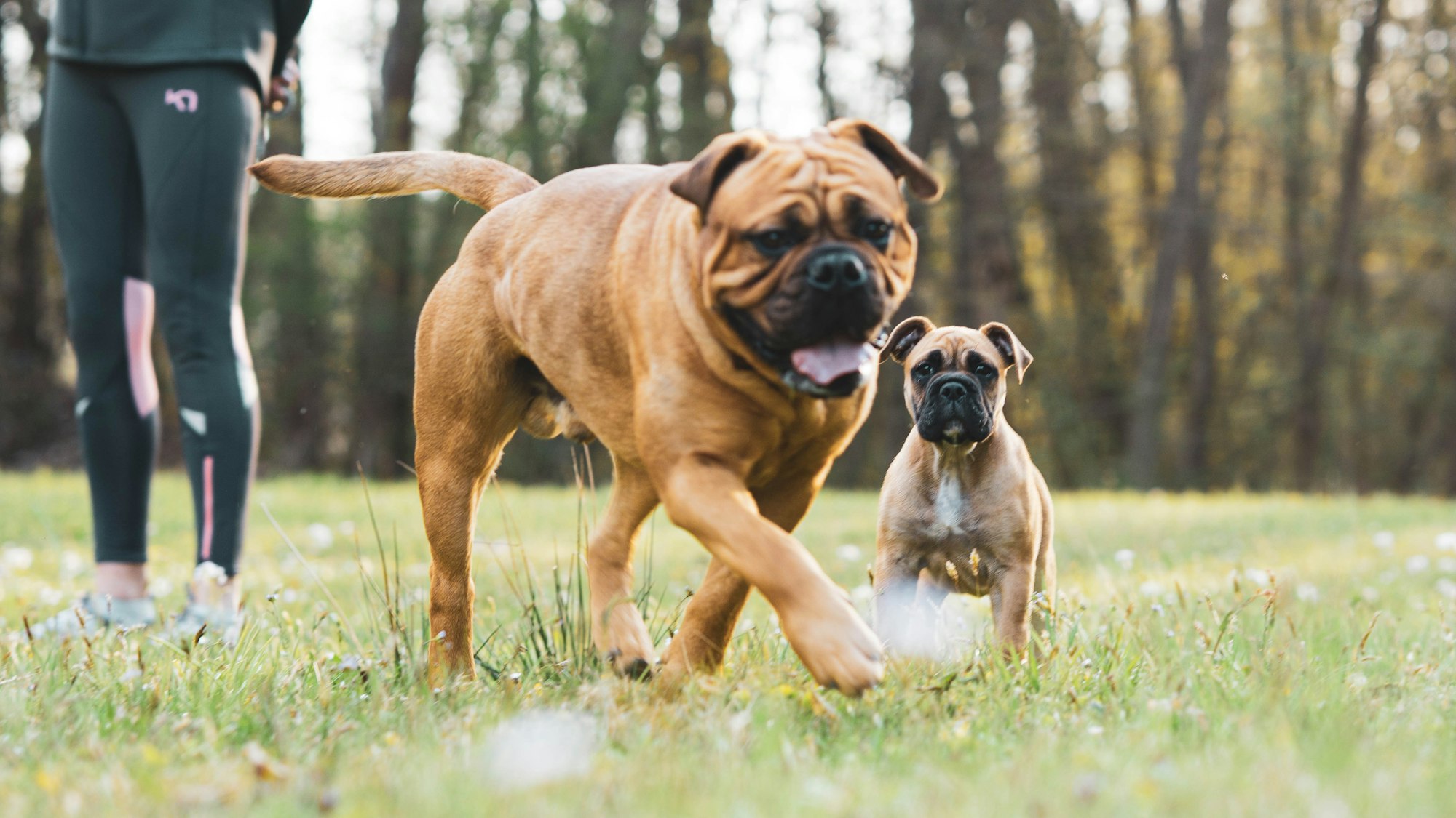 brown short coated Boxer dogs on green grass field