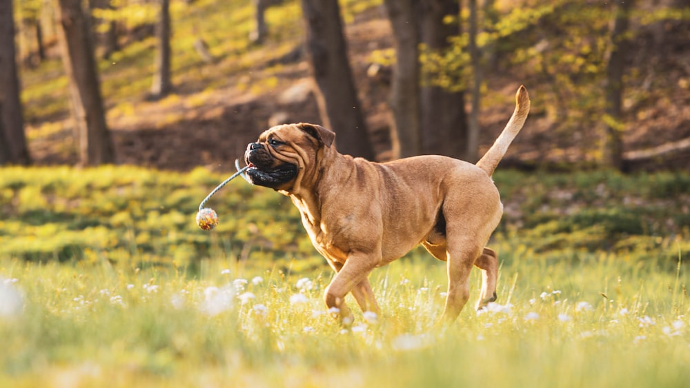 brown short coated dog playing on green grass field during daytime